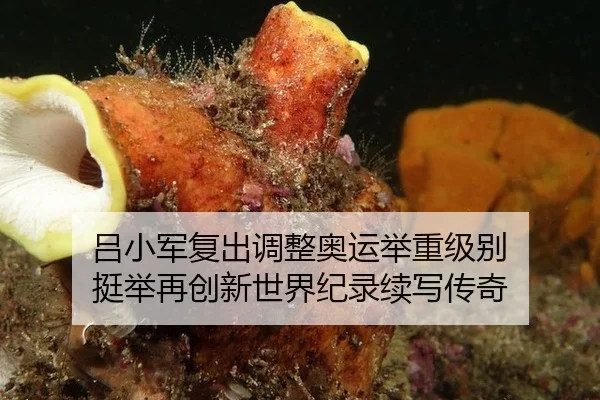 lv-xiao-jun-fu-chu-tiao-zheng-ao-yun-ju-zhong-ji-bie-ting-ju-zai-chuang-xin-shi-jie-ji-lu-xu-xie-chuan-qi-2-594.jpg